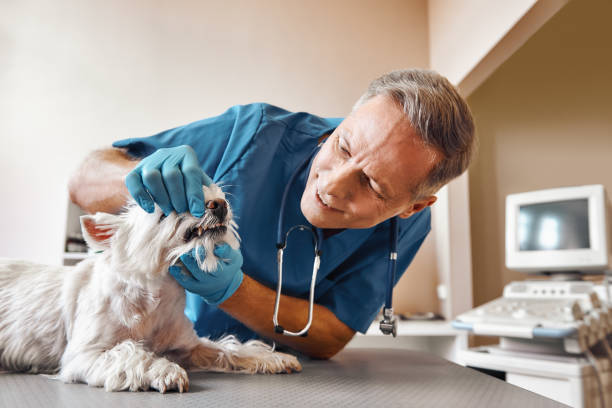 Best Pediatric Emergency Dentist in Citrus Park, FL